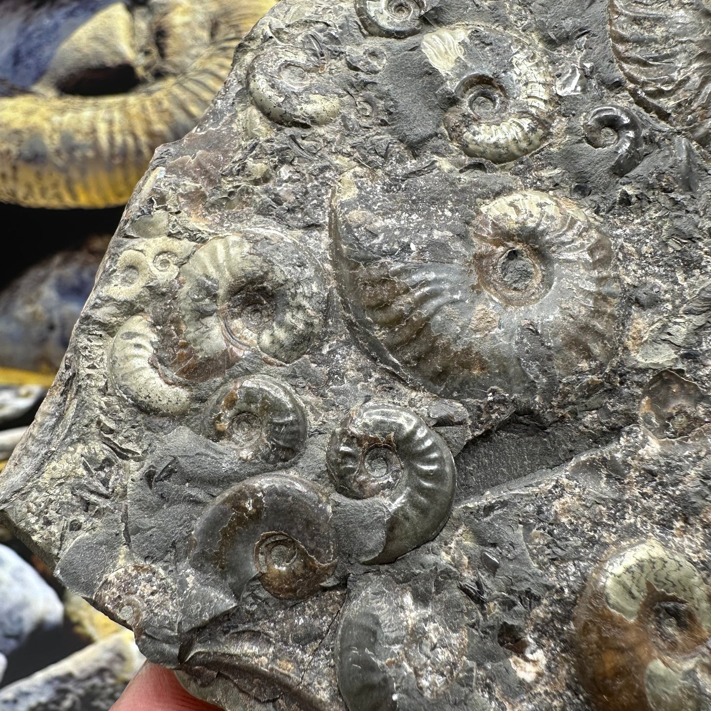 Eleganticeras Elegantulum ammonite fossil - Whitby, North Yorkshire Jurassic Coast Yorkshire Fossils