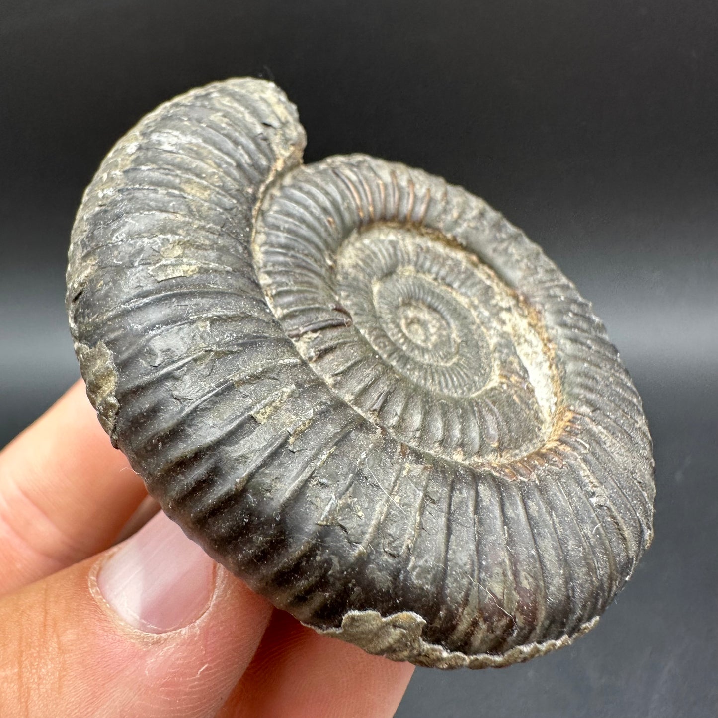 Dactylioceras Ammonite Fossil With Box And Stand - Whitby, North Yorkshire Jurassic Coast Yorkshire Fossils