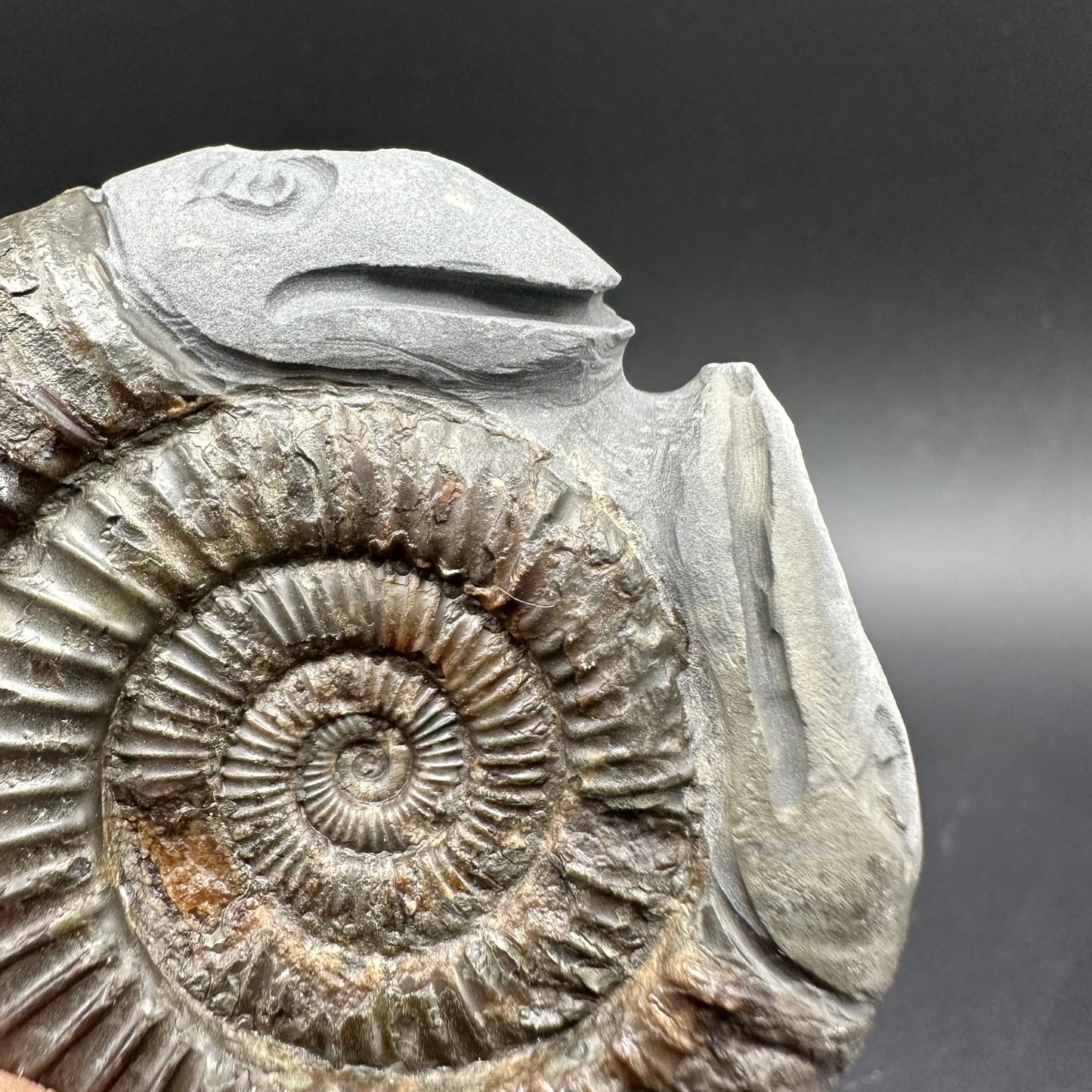 Hydra Snakestone Ammonite Fossil With Bag/Box And Stand - Whitby, North Yorkshire Jurassic Coast Yorkshire Fossils