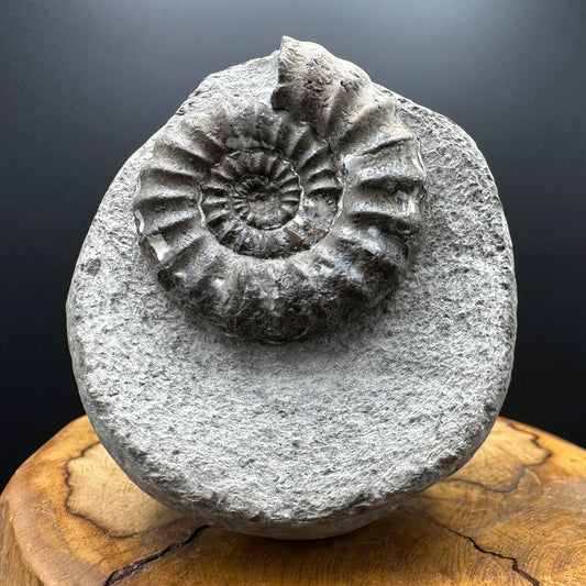 Androgynoceras maculatum ammonite fossil with box and stand - Whitby, North Yorkshire Jurassic Coast Yorkshire Fossils
