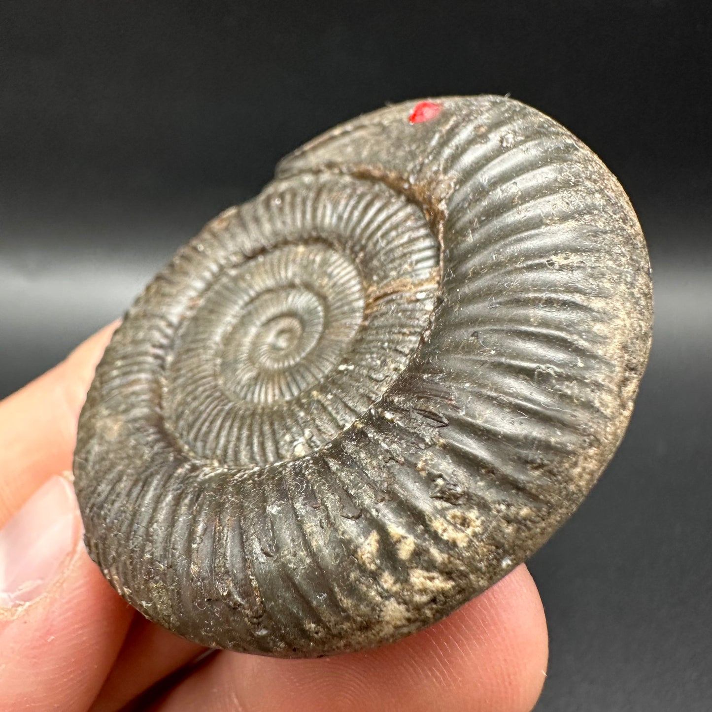 Snakestone Ammonite Fossil With Bag/Box And Stand - Whitby, North Yorkshire Jurassic Coast Yorkshire Fossils