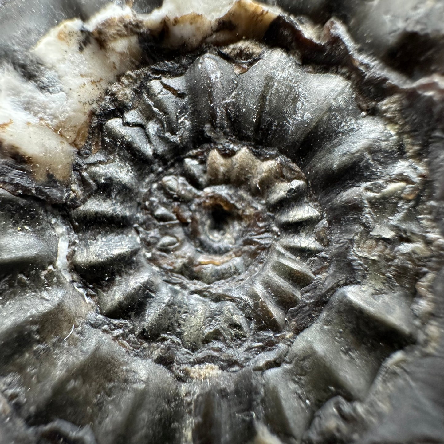 Androgynoceras maculatum ammonite fossil with box and stand - Whitby, North Yorkshire Jurassic Coast Yorkshire Fossils