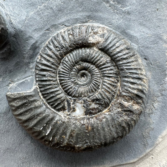 Dactylioceras Ammonite Fossil With Stand - Whitby, North Yorkshire Jurassic Coast Yorkshire Fossils