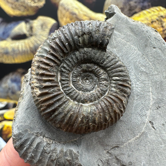 Dactylioceras ammonite fossil - Whitby, North Yorkshire Jurassic Coast