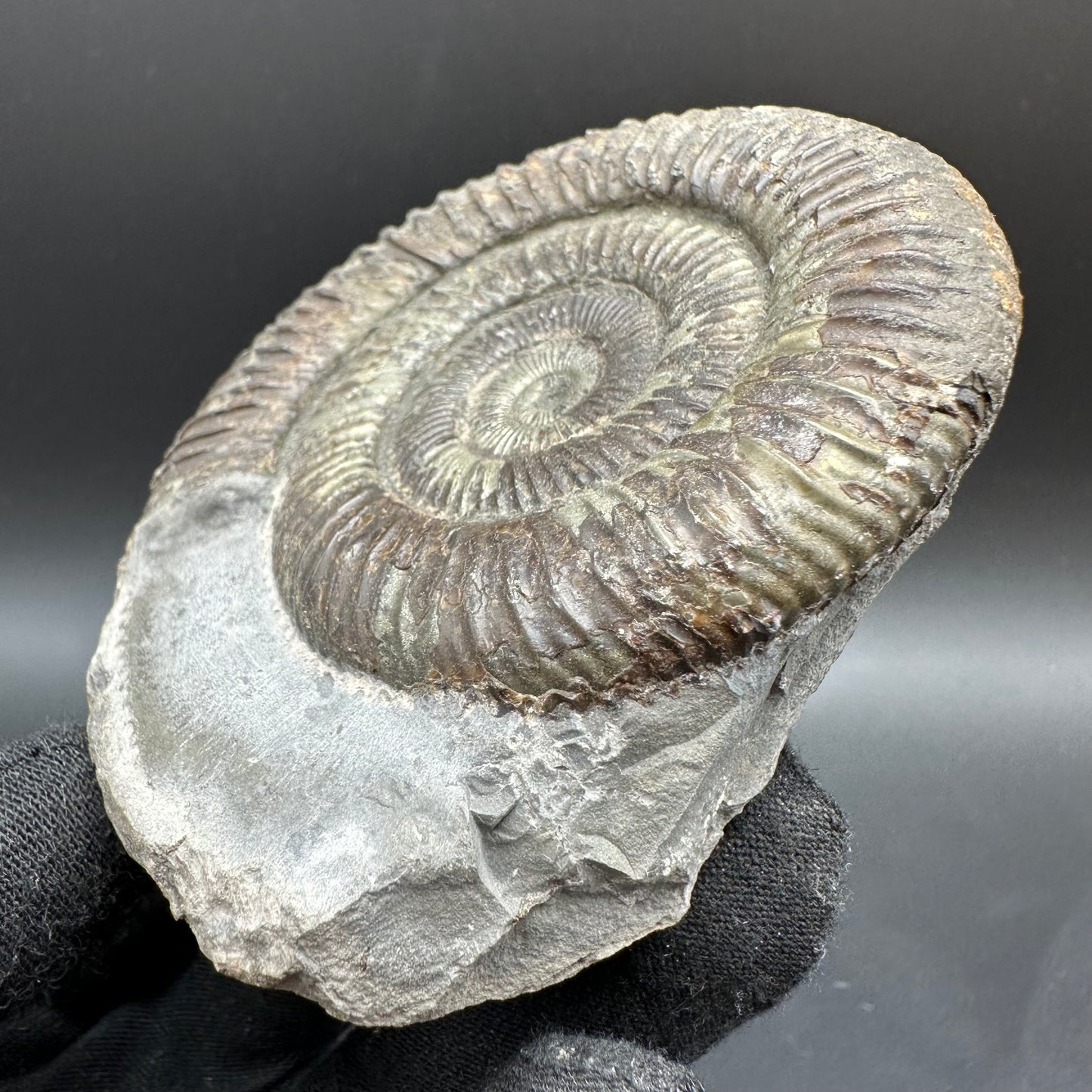 Dactylioceras Ammonite Fossil With Box And Stand - Whitby, North Yorkshire Jurassic Coast Yorkshire Fossils