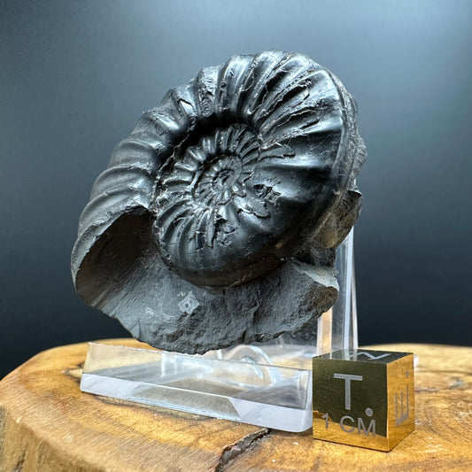 Asteroceras Ammonite fossil with box and stand - Whitby, North Yorkshire Jurassic Coast Yorkshire Fossils
