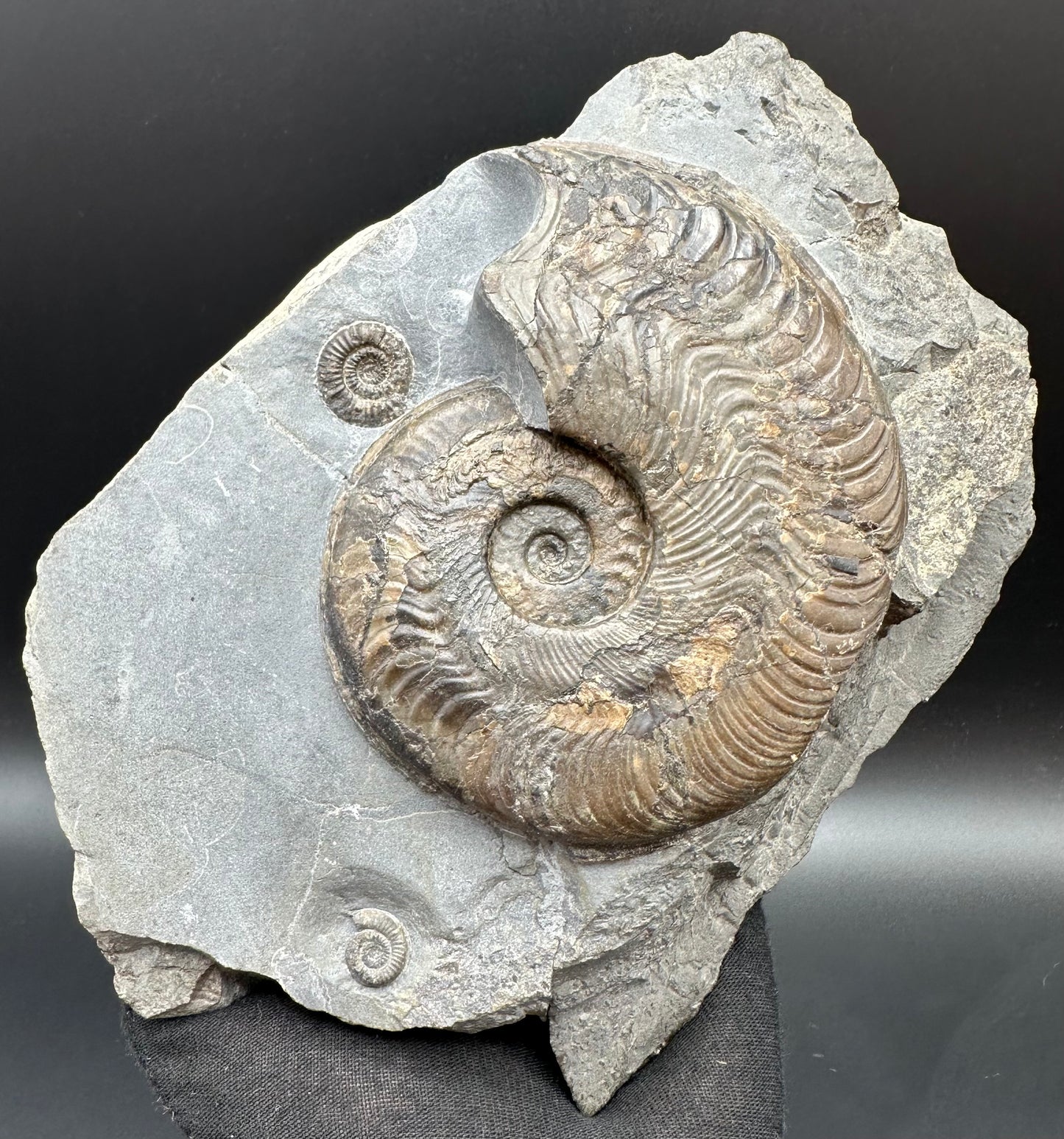 Harpoceras Sp. Ammonite fossil with stand - Whitby, North Yorkshire Jurassic Coast Yorkshire Fossils
