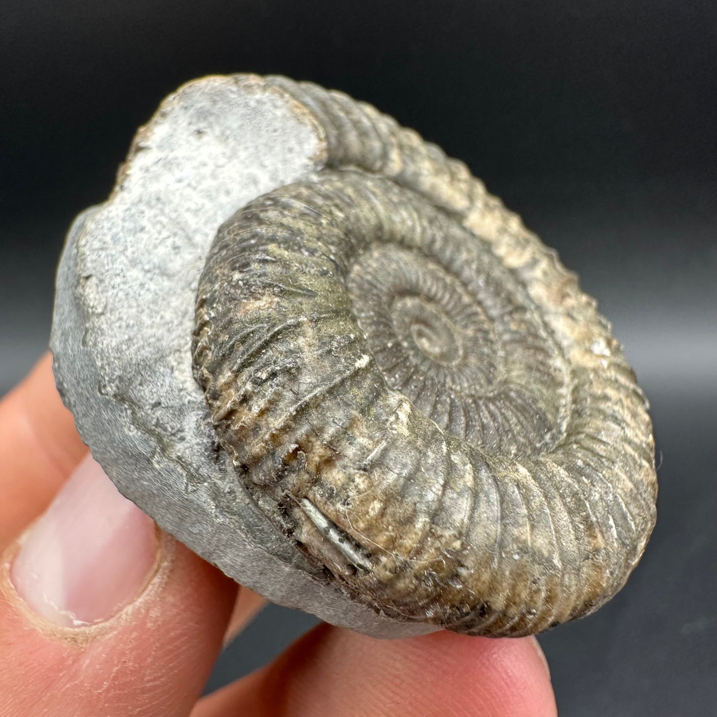Dactylioceras Ammonite Fossil With Box And Stand - Whitby, North Yorkshire Jurassic Coast Yorkshire Fossils