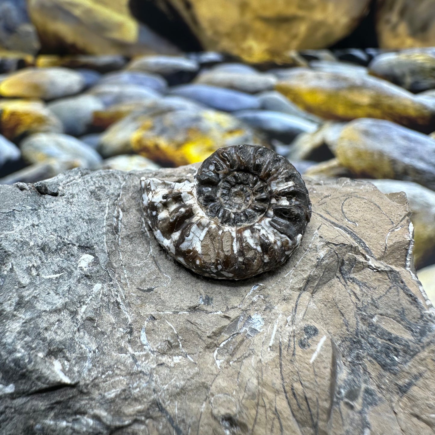Amaltheus subnodosus ammonite fossil - Whitby, North Yorkshire Jurassic Coast, Yorkshire Fossils