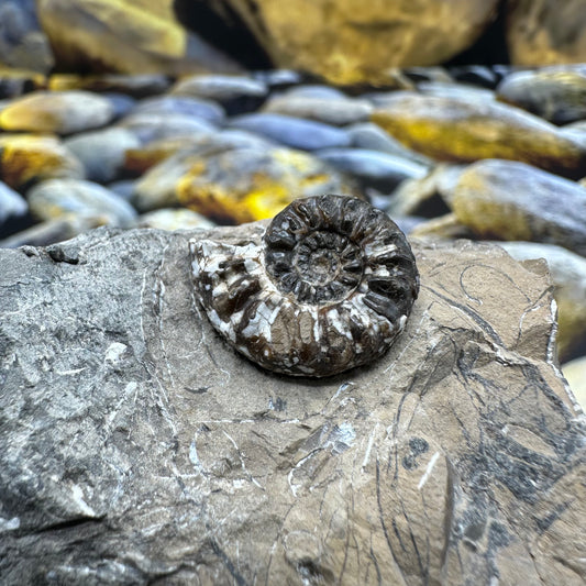 Amaltheus subnodosus ammonite fossil - Whitby, North Yorkshire Jurassic Coast, Yorkshire Fossils