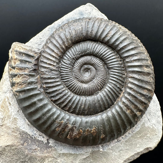 Dactylioceras Ammonite Fossil With box and Stand - Whitby, North Yorkshire Jurassic Coast Yorkshire Fossils