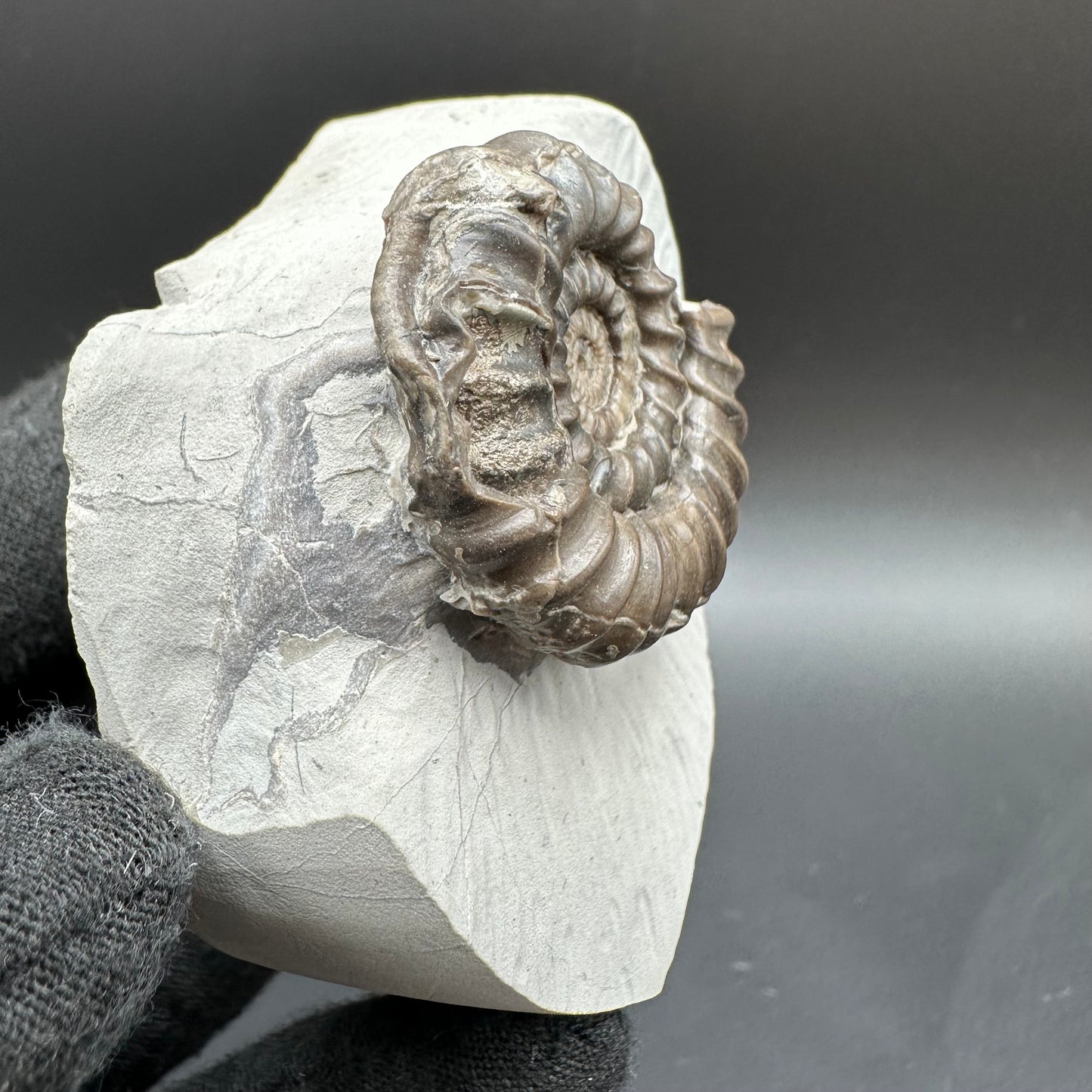 Gagaticeras Ammonite fossil with box and stand - Whitby, North Yorkshire Jurassic Coast Yorkshire Fossils