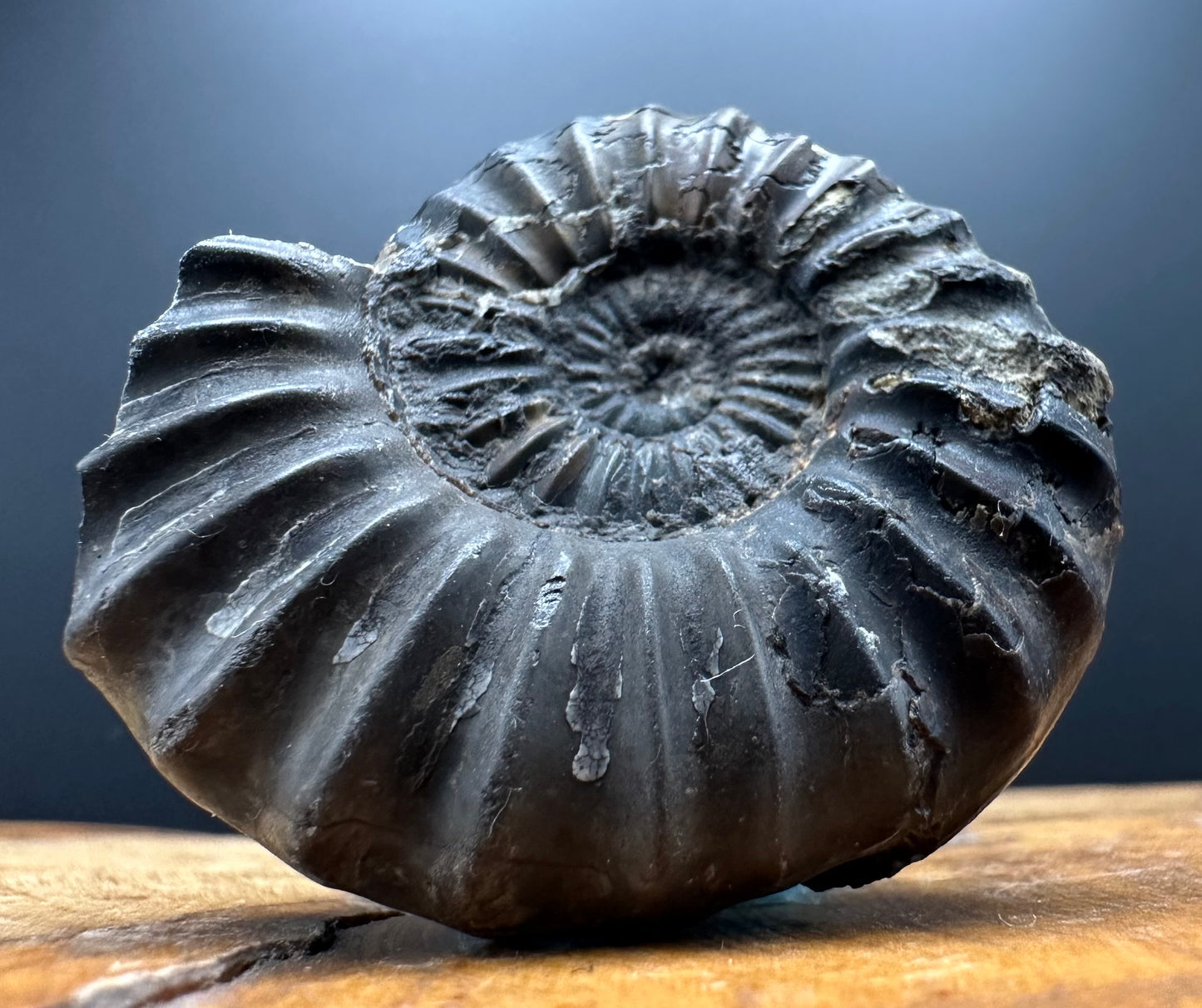 Aegasteroceras sagittarium ammonite fossil with box and stand - Whitby, North Yorkshire Jurassic Coast Yorkshire Fossils