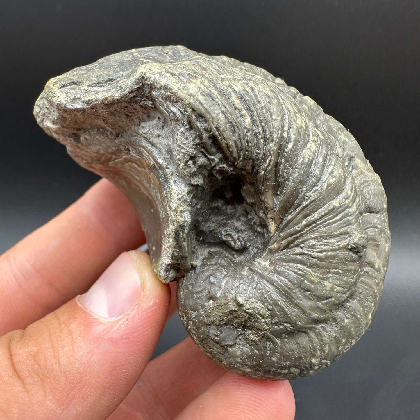 Gryphaea shell fossil with box and stand - Whitby, North Yorkshire, Jurassic Coast, Yorkshire Fossils found on the Jurassic Coast