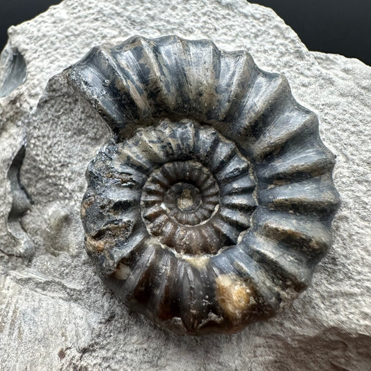 Androgynoceras maculatum ammonite fossil with box and stand - Whitby, North Yorkshire Jurassic Coast Yorkshire Fossils