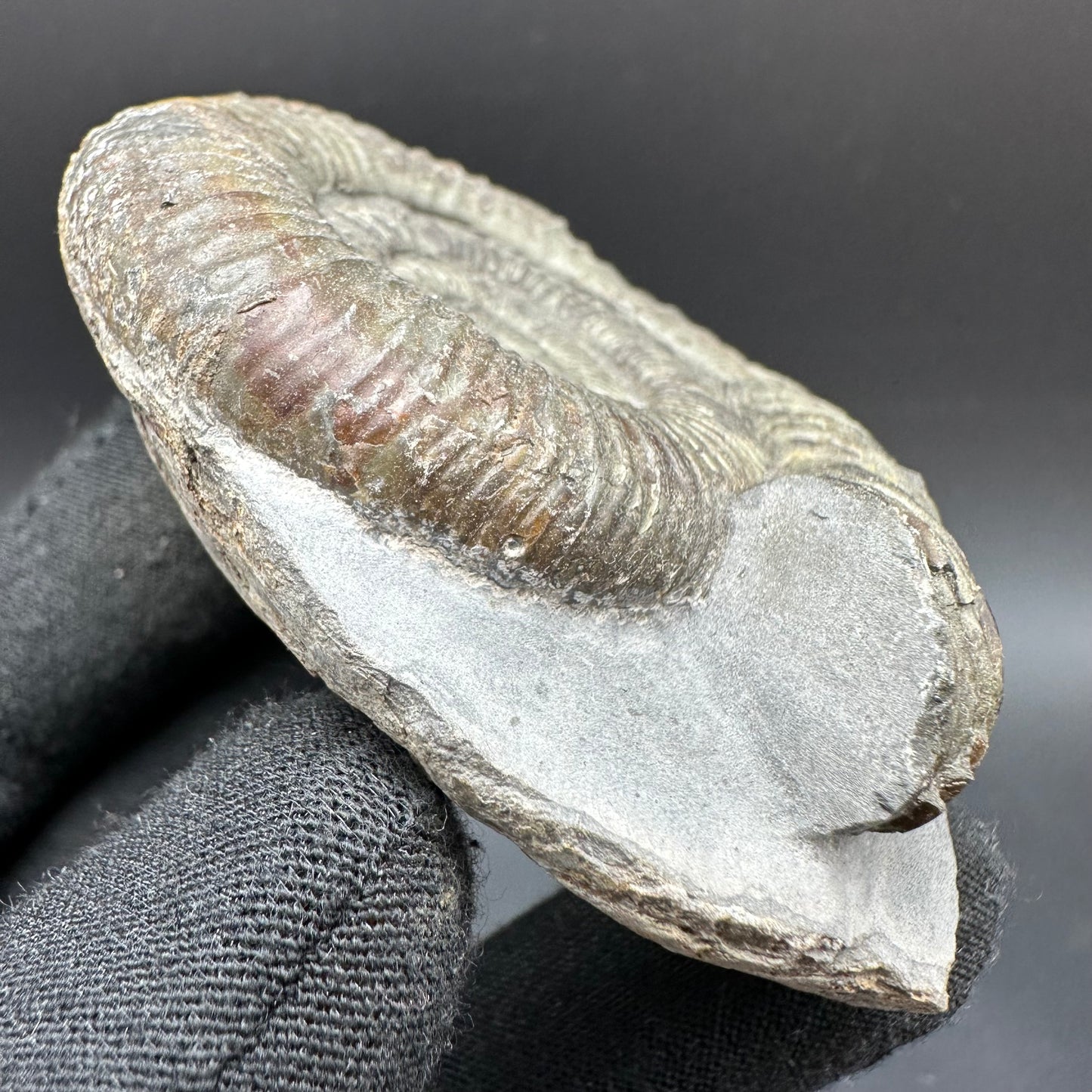 Dactylioceras Ammonite Fossil With Box And Stand - Whitby, North Yorkshire Jurassic Coast Yorkshire Fossils