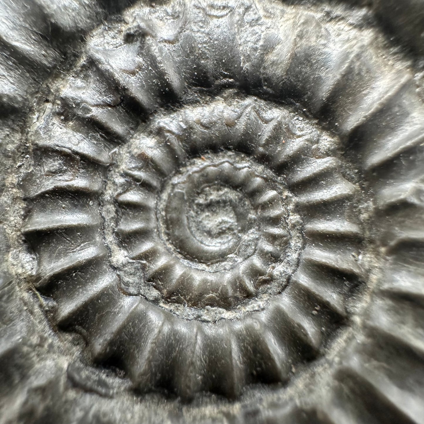 Arnioceras ammonite shell fossil with stand - Whitby, North Yorkshire Jurassic Coast Yorkshire Fossils