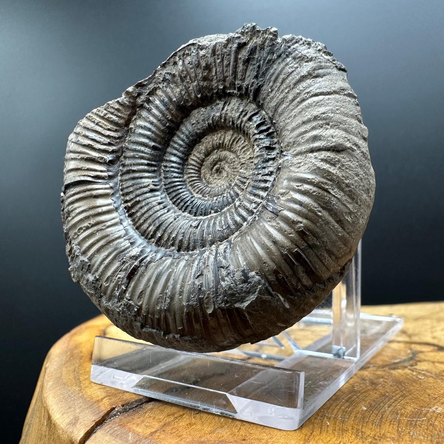 Dactylioceras clevelandicum Ammonite fossil with box and stand - Whitby, North Yorkshire Jurassic Coast