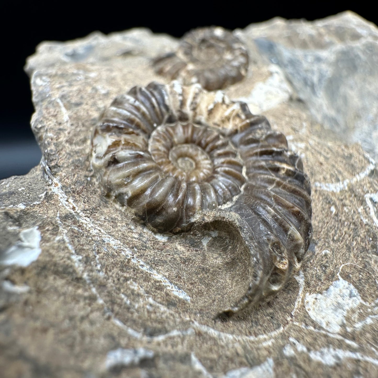 Androgynoceras capricornus Ammonite fossil with box and stand - Whitby, North Yorkshire Jurassic Coast Yorkshire Fossils