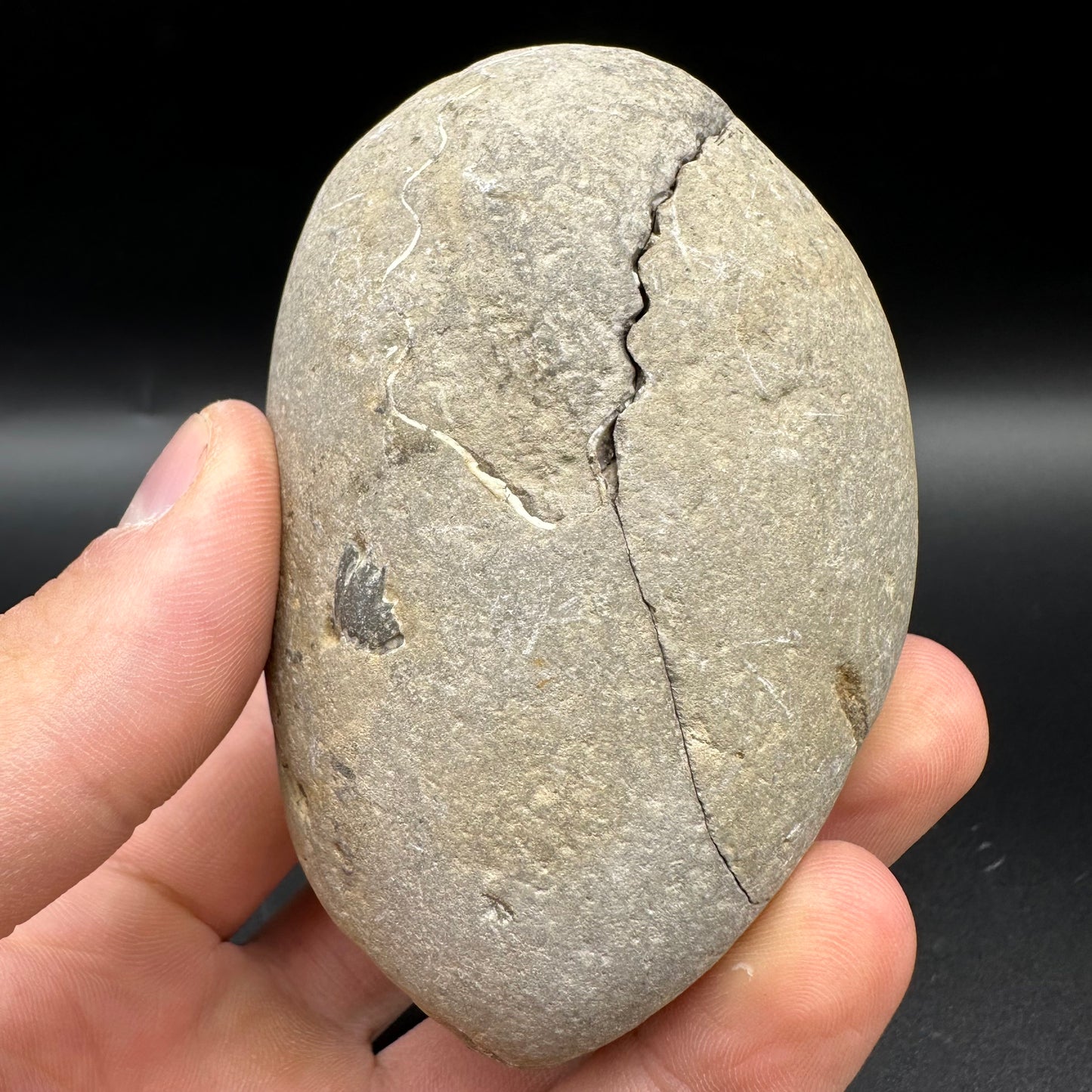 Androgynoceras maculatum Ammonite fossil with box and stand - Whitby, North Yorkshire Jurassic Coast Yorkshire Fossils n
