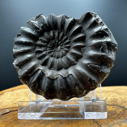 Androgynoceras maculatum ammonite fossil with box and stand - Whitby, North Yorkshire Jurassic Coast Yorkshire Fossils