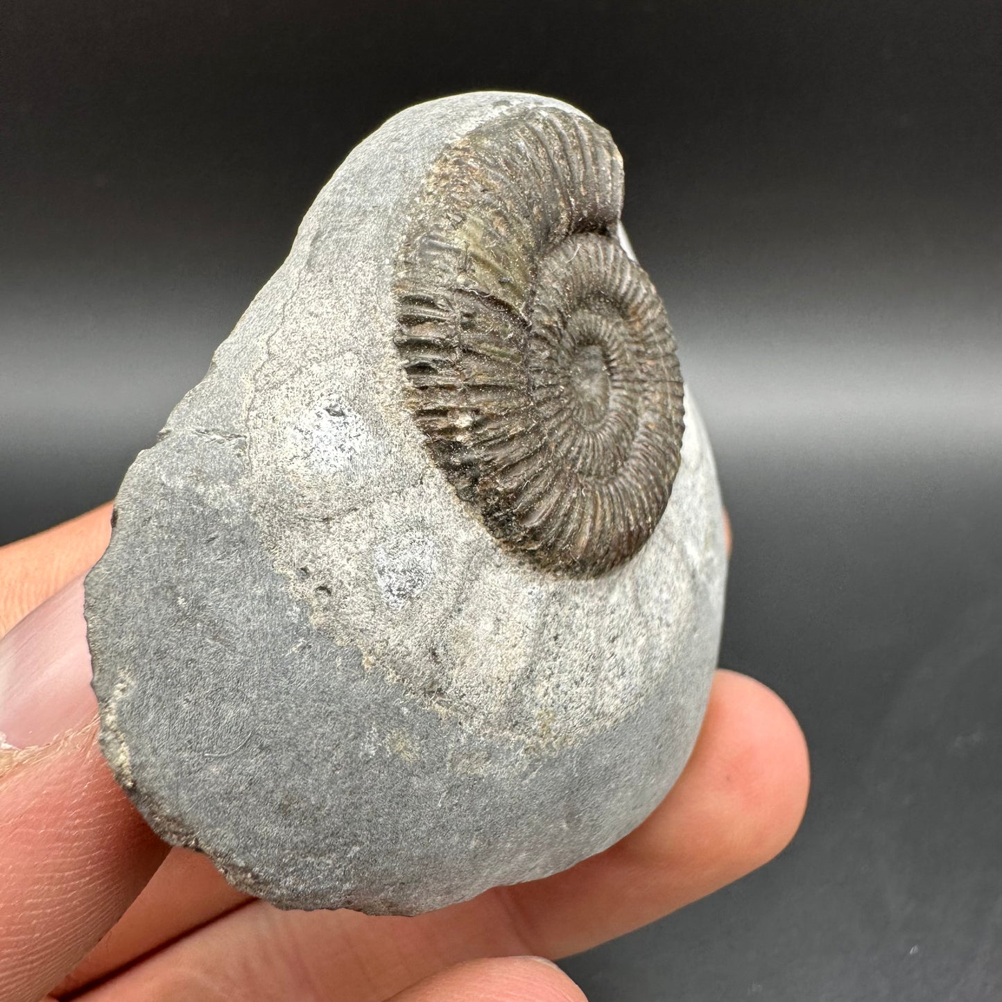 Dactylioceras Ammonite Fossil With Box And Stand - Whitby, North Yorkshire Jurassic Coast Yorkshire Fossils