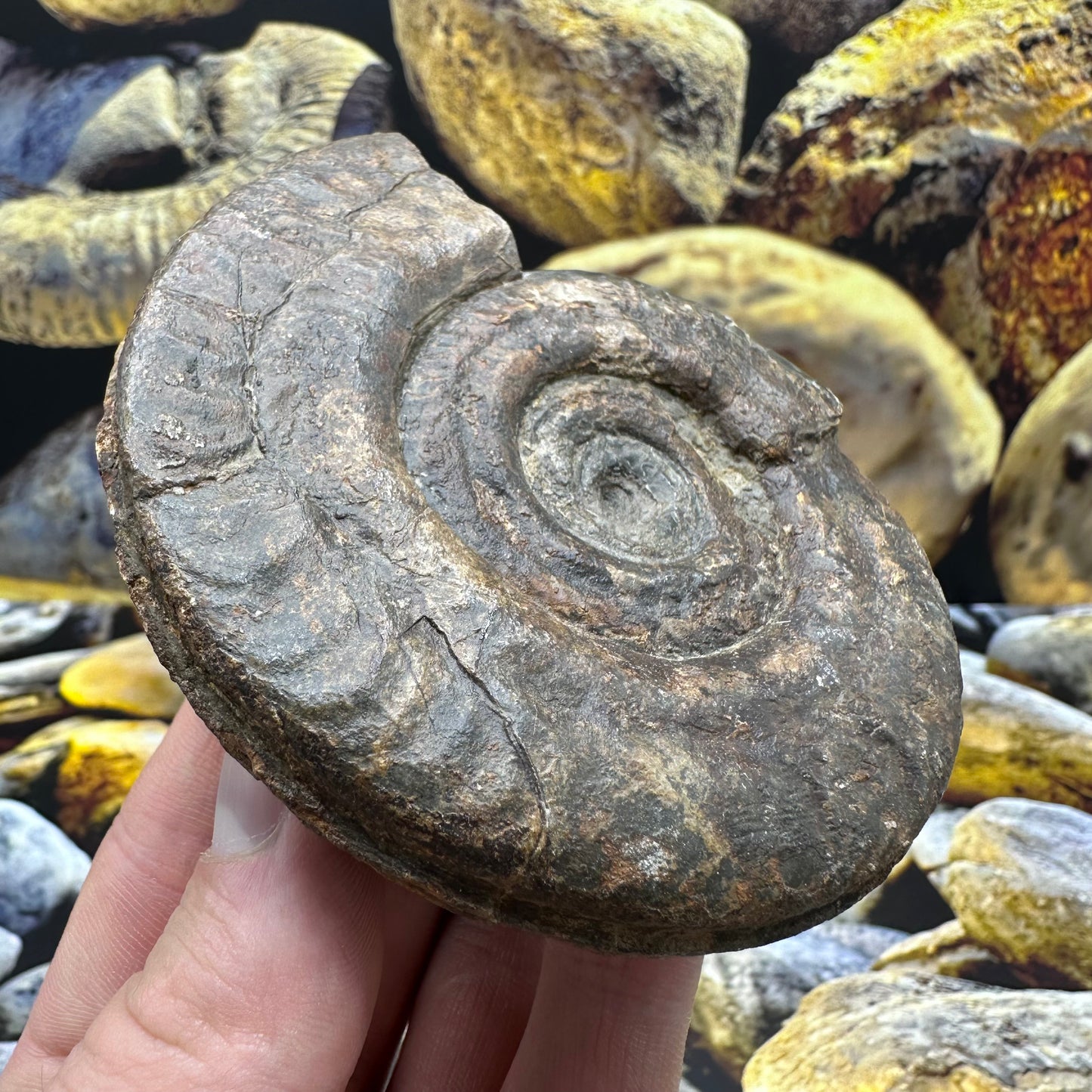 Hildoceras lusitanicum ammonite fossil - Whitby, North Yorkshire Jurassic Coast, Yorkshire Fossils