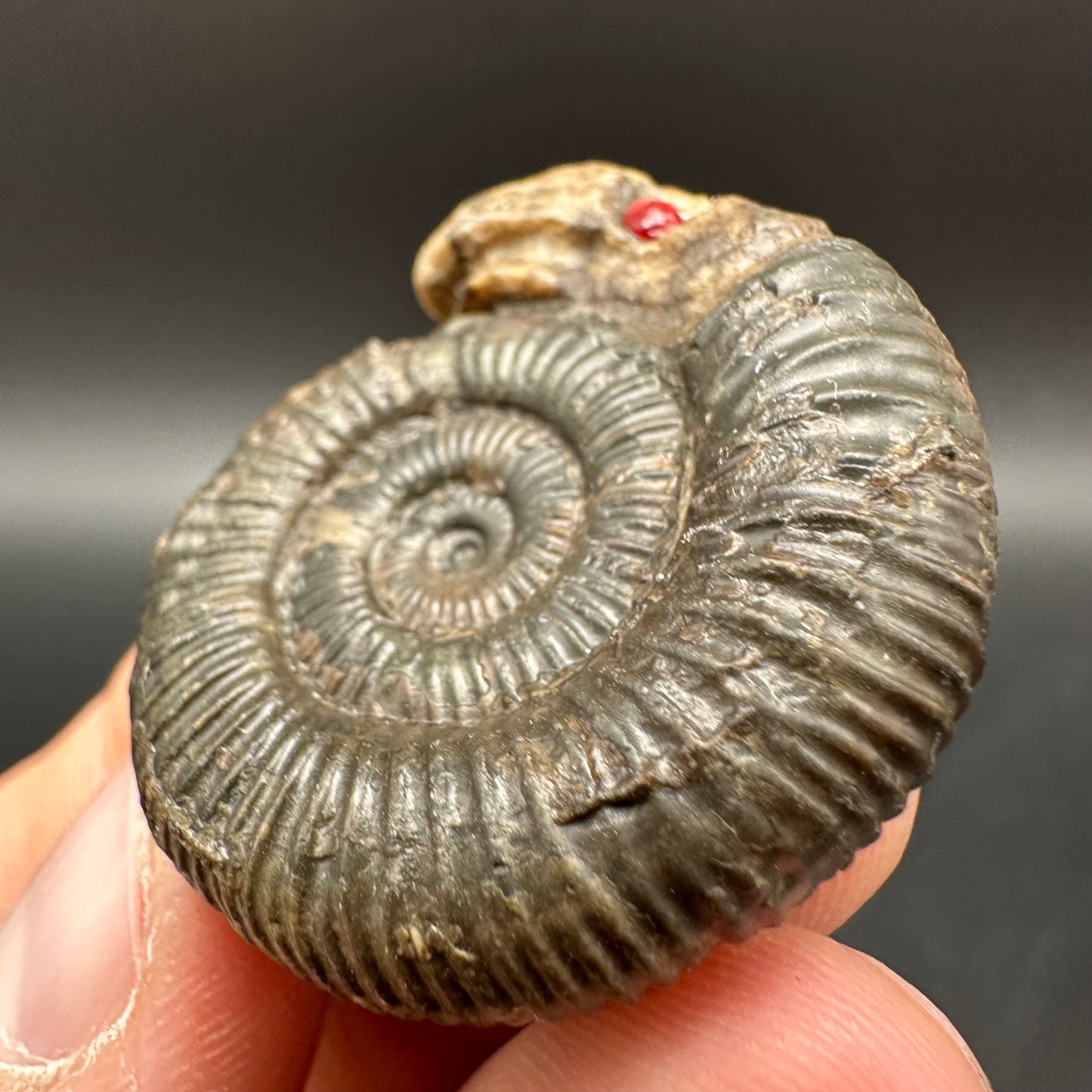 Snakestone Ammonite Fossil With Bag/Box And Stand - Whitby, North Yorkshire Jurassic Coast Yorkshire Fossils