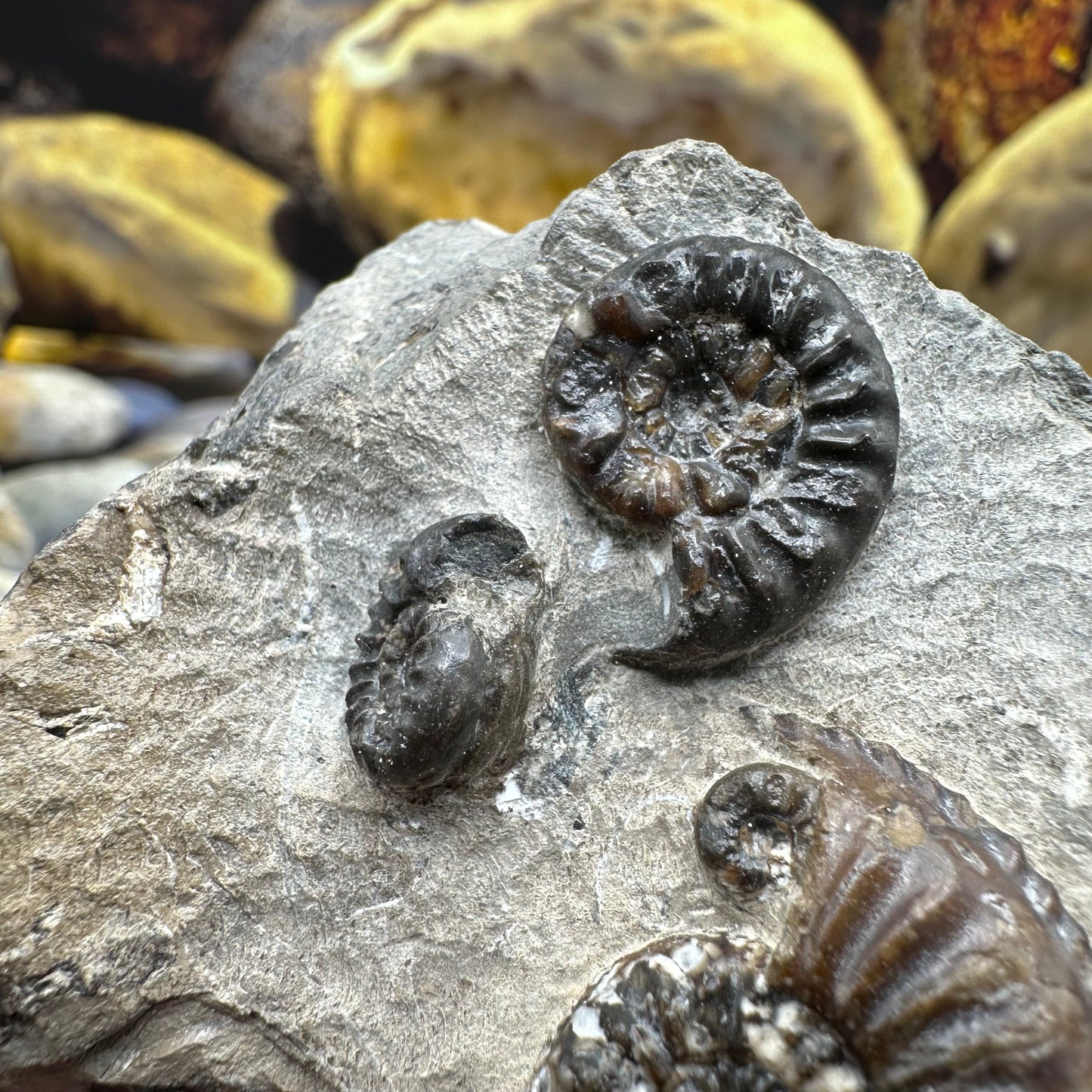 Amaltheus subnodosus ammonite fossil - Whitby, North Yorkshire Jurassic Coast Yorkshire Fossils