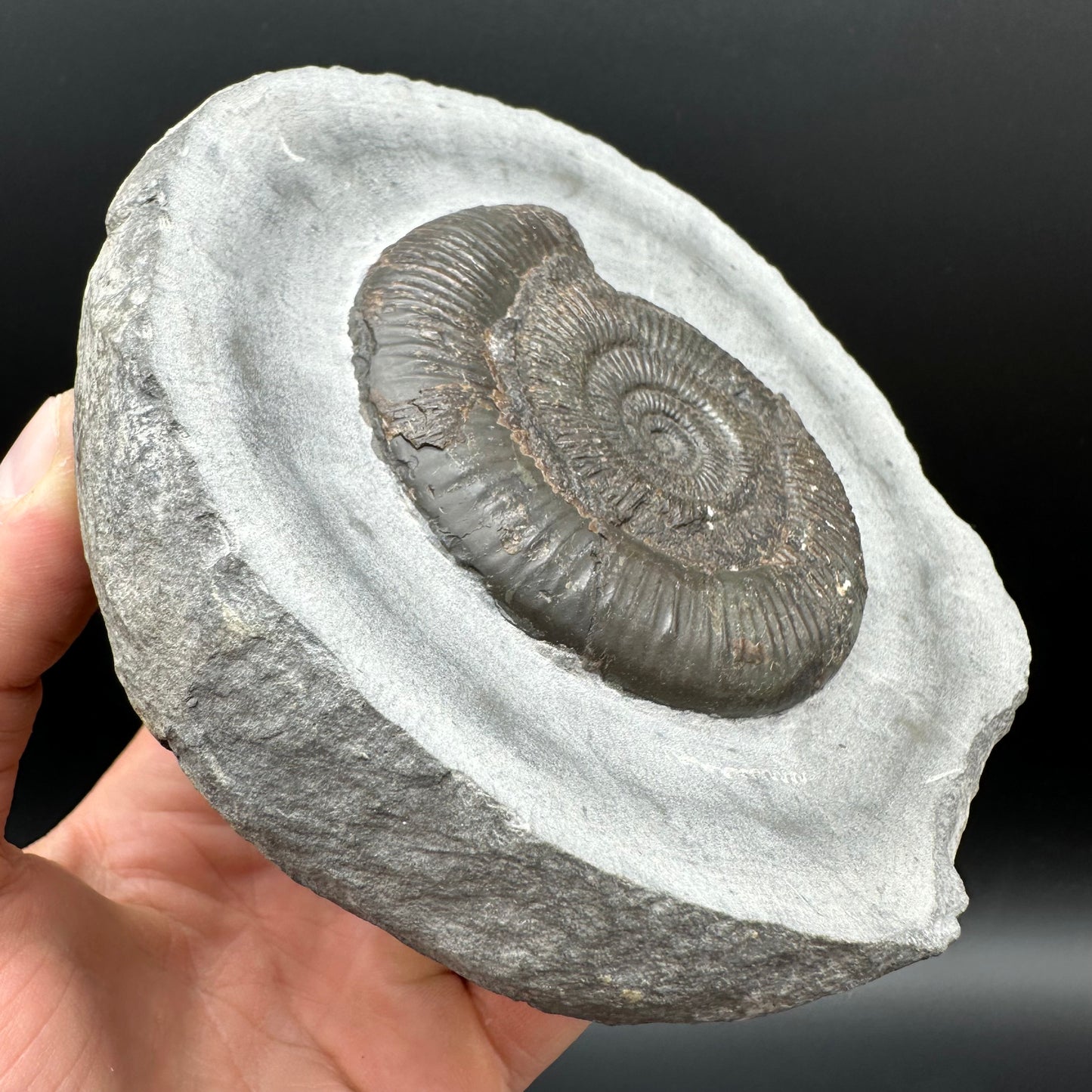 Dactylioceras semicelatum Ammonite fossil with stand - Whitby, North Yorkshire Jurassic Coast Yorkshire Fossils
