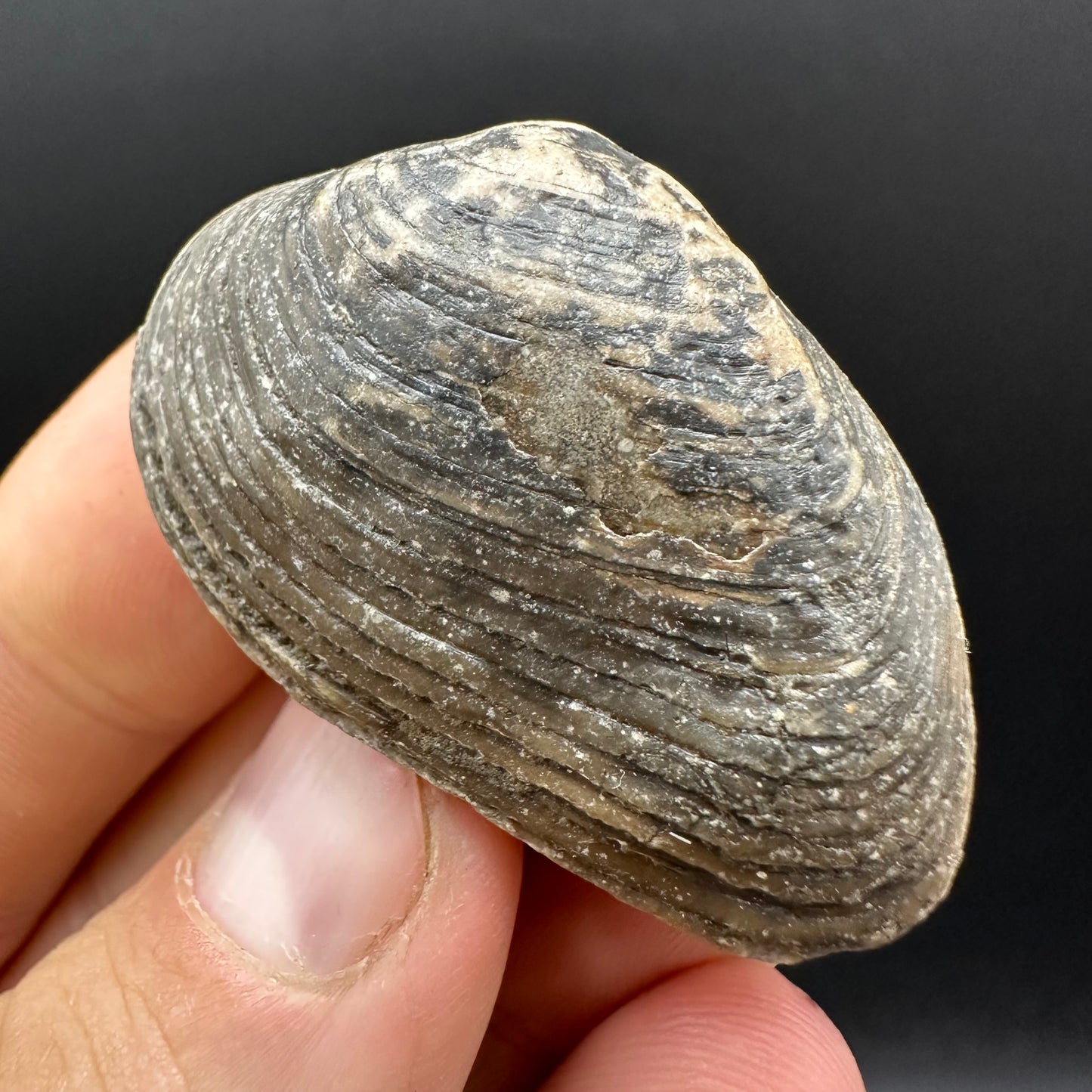 Shell fossil with box and stand - Whitby, North Yorkshire, Jurassic Coast, Yorkshire Fossils