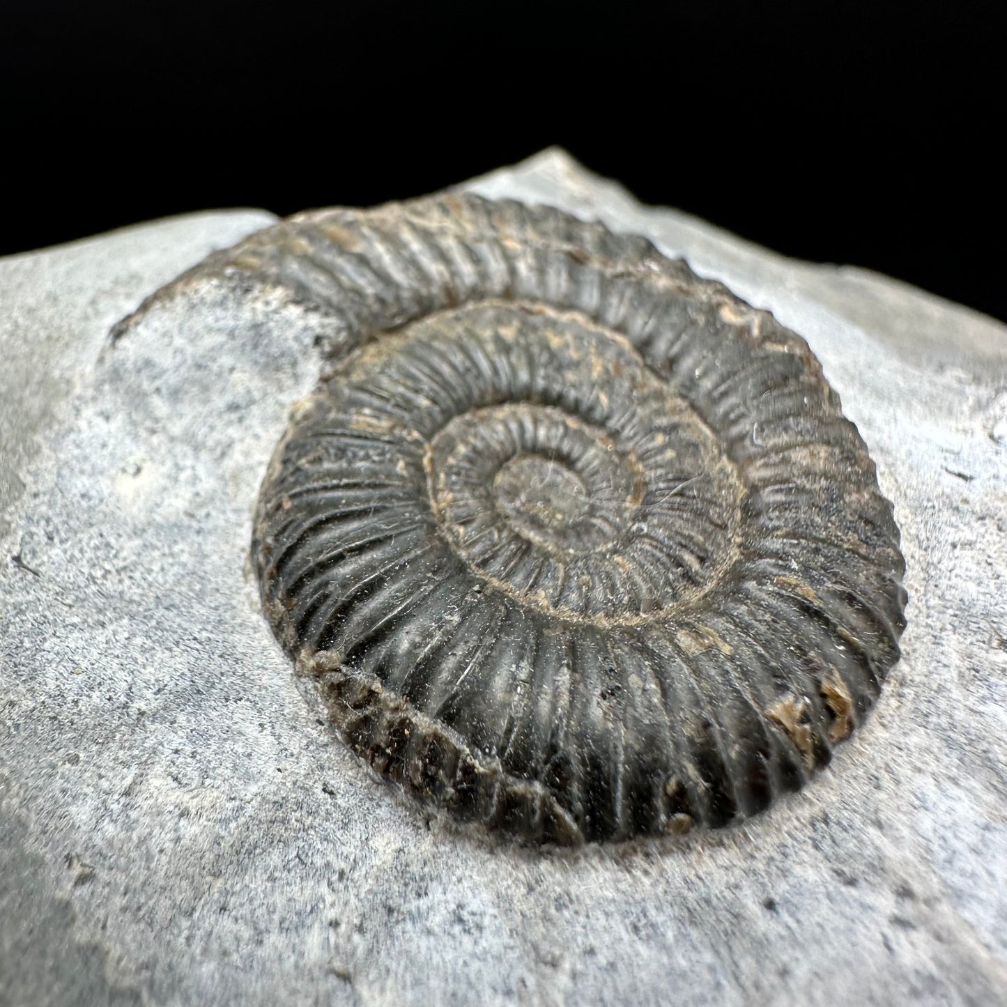 Dactylioceras Ammonite Fossil With Box And Stand - Whitby, North Yorkshire Jurassic Coast Yorkshire Fossils