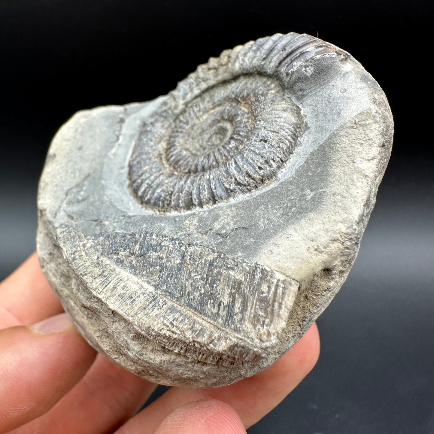 Dactylioceras Ammonite Fossil With Box And Stand - Whitby, North Yorkshire Jurassic Coast Yorkshire Fossils
