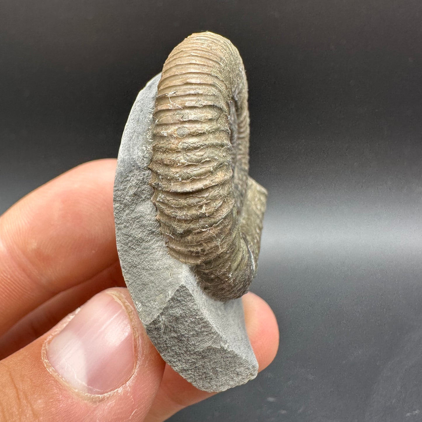 Dactylioceras Ammonite Fossil With Box And Stand - Whitby, North Yorkshire Jurassic Coast Yorkshire Fossils