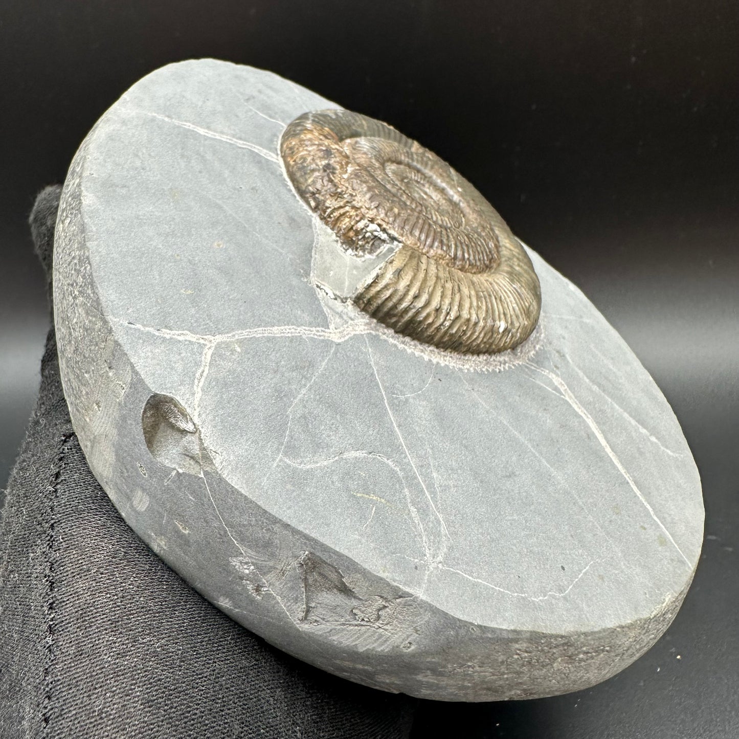 Zugodactylites Ammonite fossil with stand - Whitby, North Yorkshire Jurassic Coast, Yorkshire fossils
