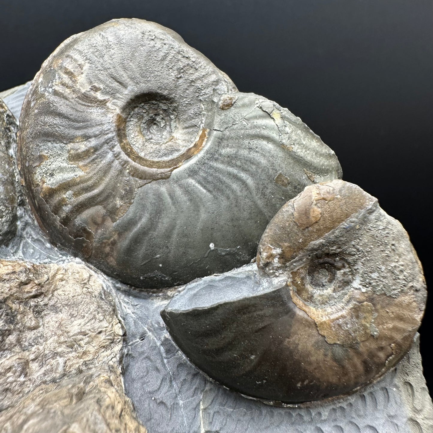 Eleganticeras Elegantulum ammonite / Coprolite fossil with box and stand - Whitby, North Yorkshire Jurassic Coast, Yorkshire Fossils