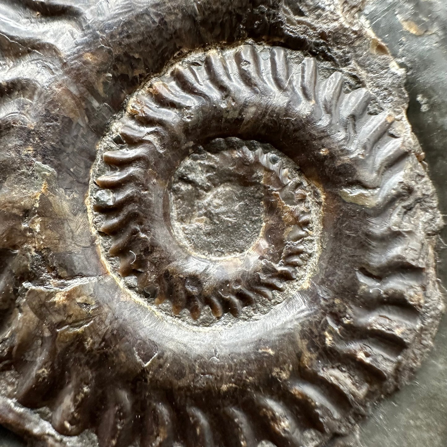 Hildoceras lusitanicum Ammonite fossil with stand - Whitby, North Yorkshire, Jurassic Coast, Yorkshire Fossils from the Jurassic Coast