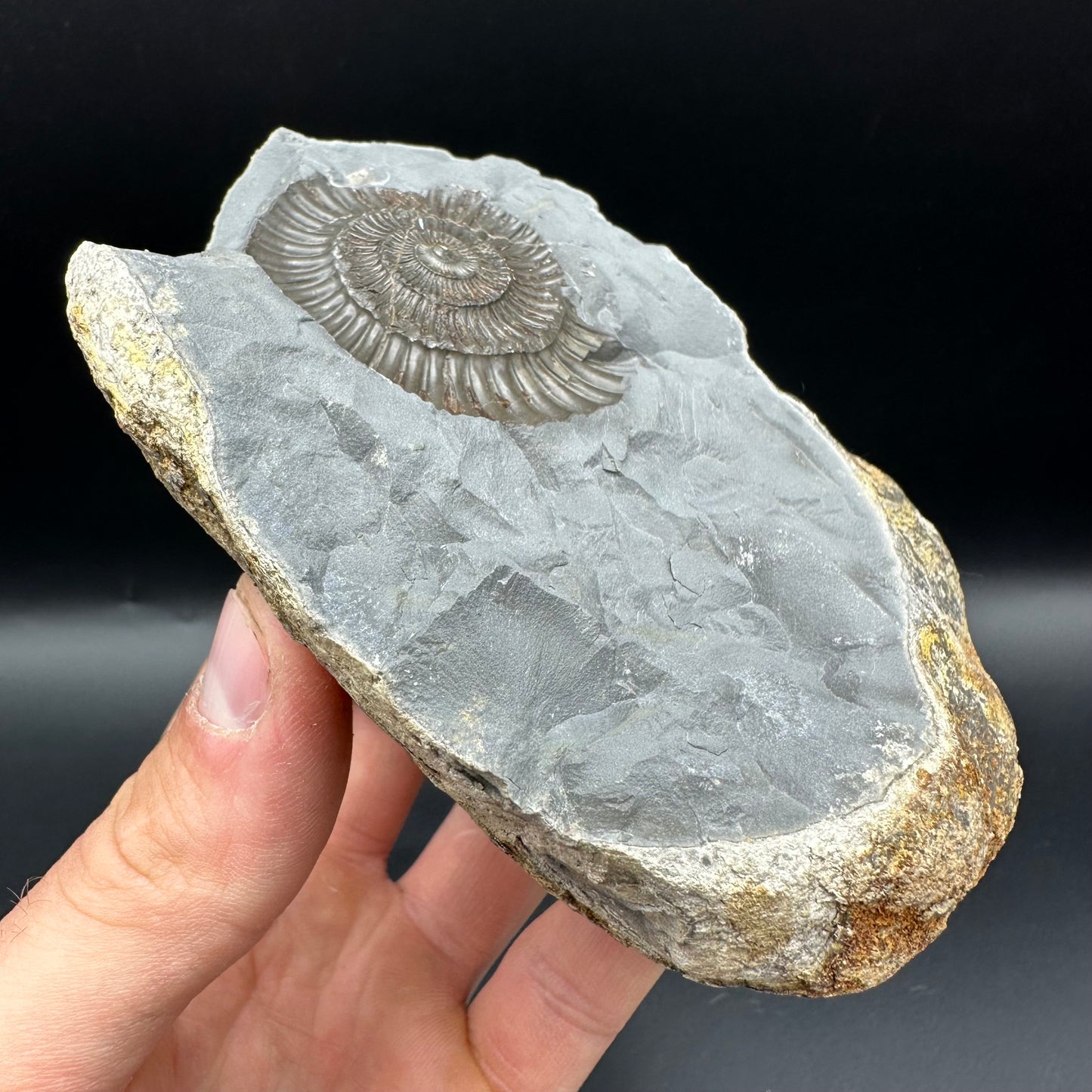 Dactylioceras Ammonite nodule (split pair) Fossil With Stand - Whitby, North Yorkshire Jurassic Coast Yorkshire Fossils