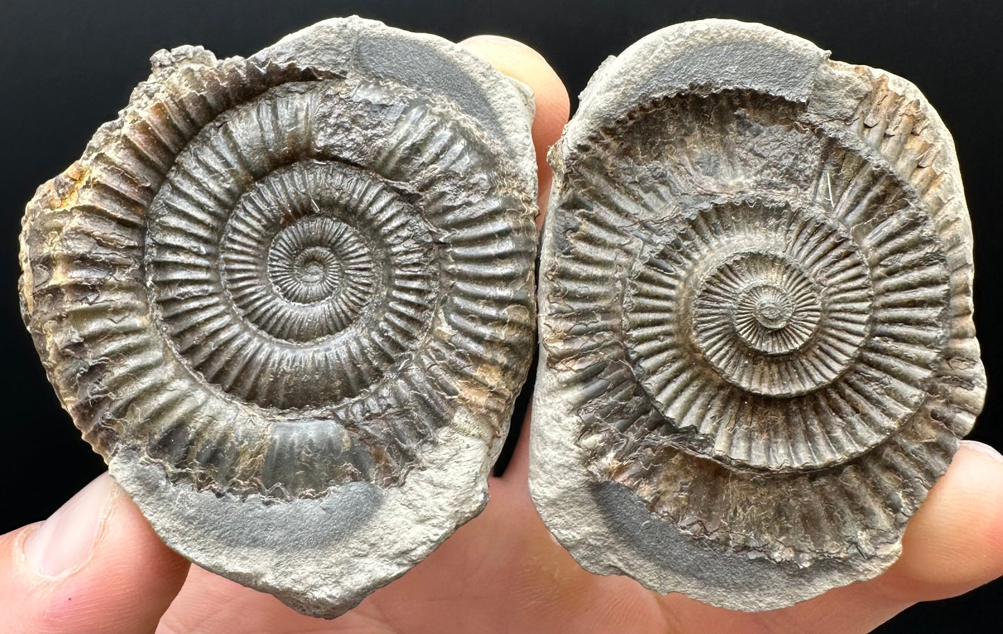 Dactylioceras Ammonite nodule (split pair) Fossil With Box And Stand - Whitby, North Yorkshire Jurassic Coast Yorkshire Fossils