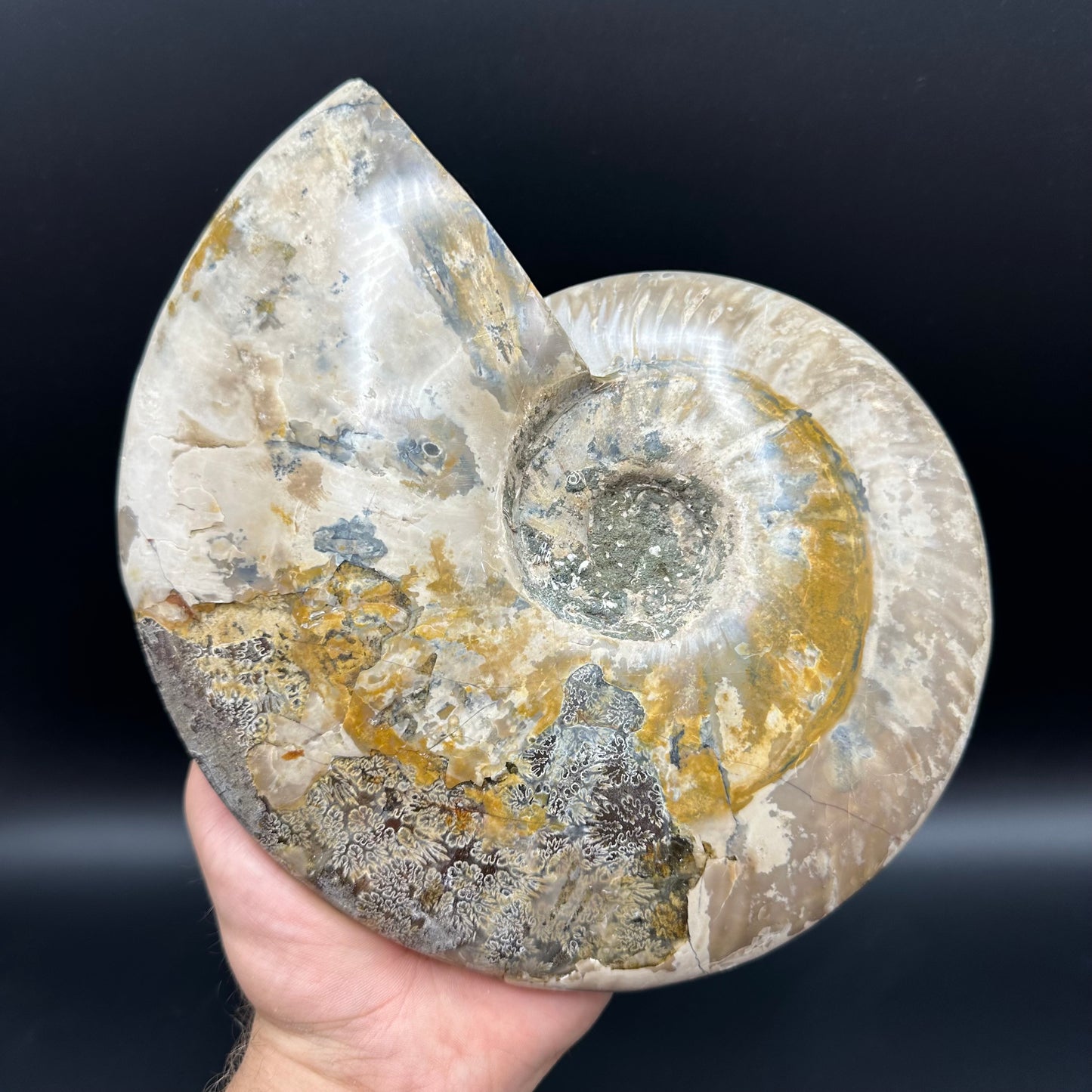 Cleoniceras Ammonite Fossil With Stand - Cretaceous Ammonite Madagascar