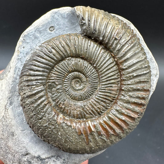 Dactylioceras Ammonite Fossil With box and Stand - Whitby, North Yorkshire Jurassic Coast Yorkshire Fossils