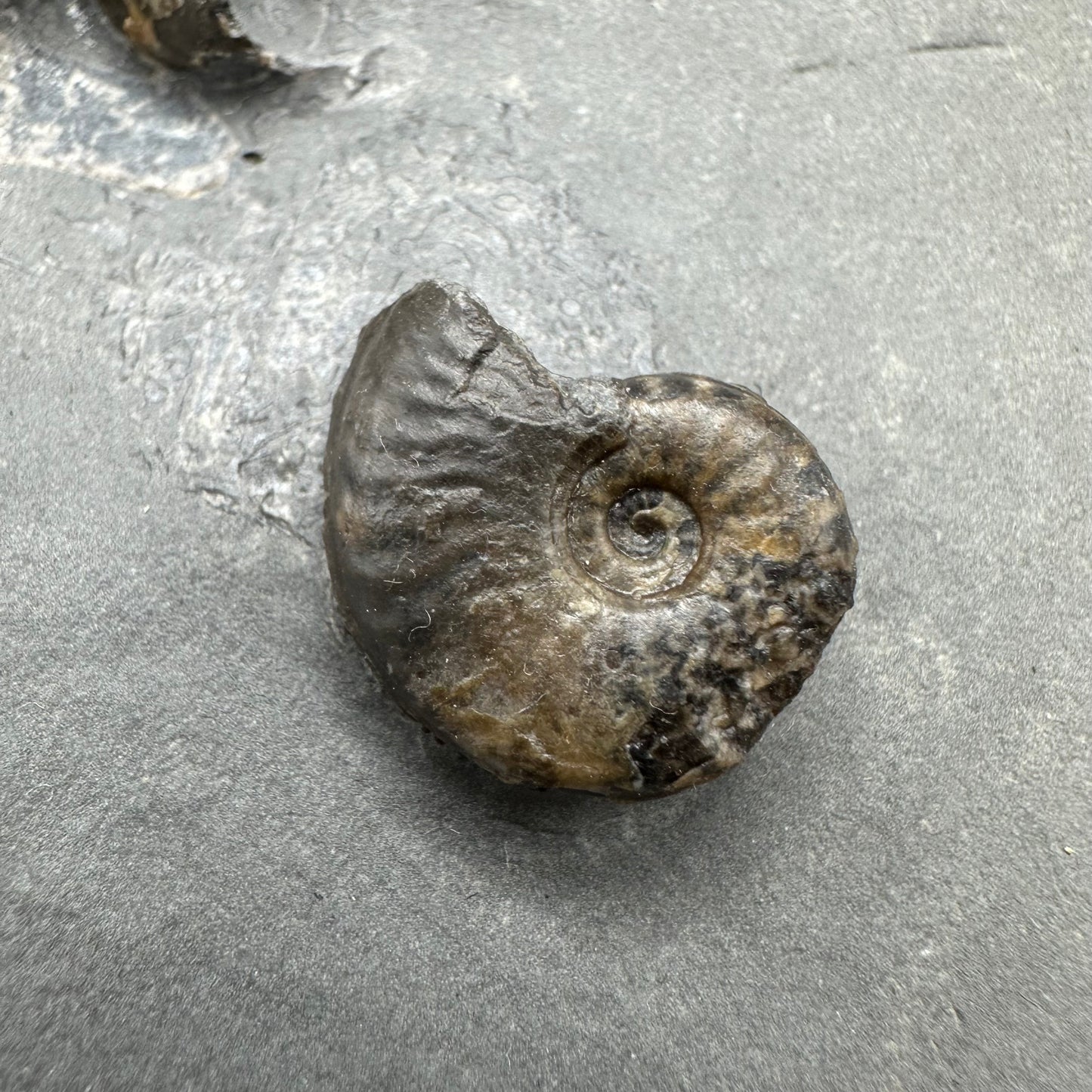 Eleganticeras Elegantulum ammonite with box and stand - Whitby, North Yorkshire Jurassic Coast, Yorkshire Fossils