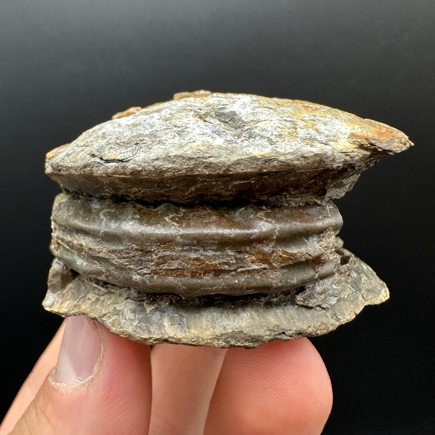 Hildoceras Ammonite nodule (split pair) Fossil With Box And Stand - Whitby, North Yorkshire Jurassic Coast Yorkshire Fossils