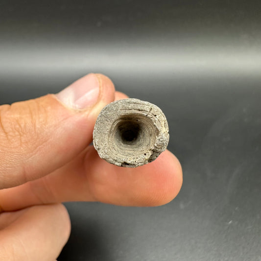 Belemnite (Fossil Squid) shell fossil - Whitby, North Yorkshire Jurassic Coast Yorkshire Fossils