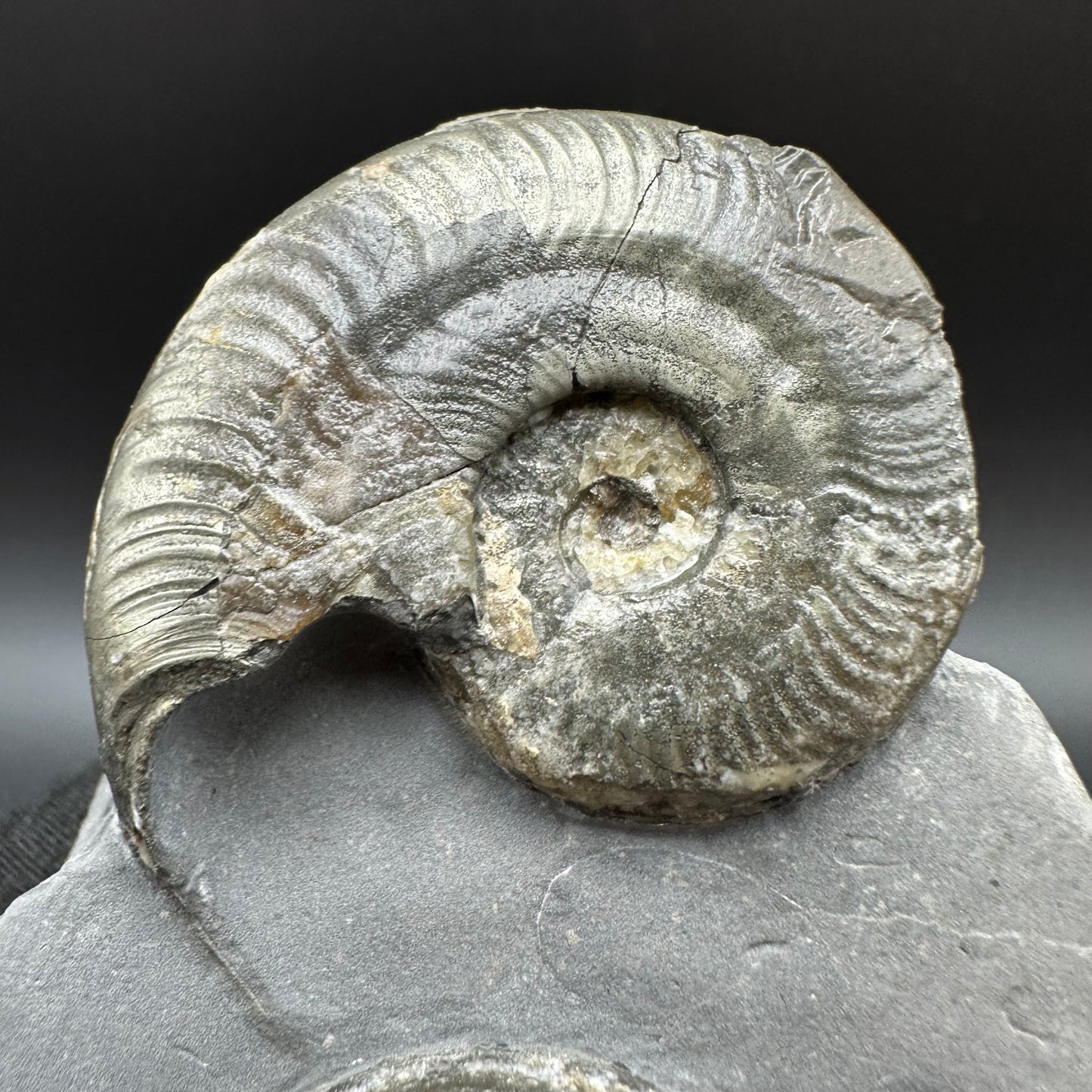 Golden Harpoceras Sp. Ammonite fossil with box and stand - Whitby, North Yorkshire Jurassic Coast Yorkshire Fossils