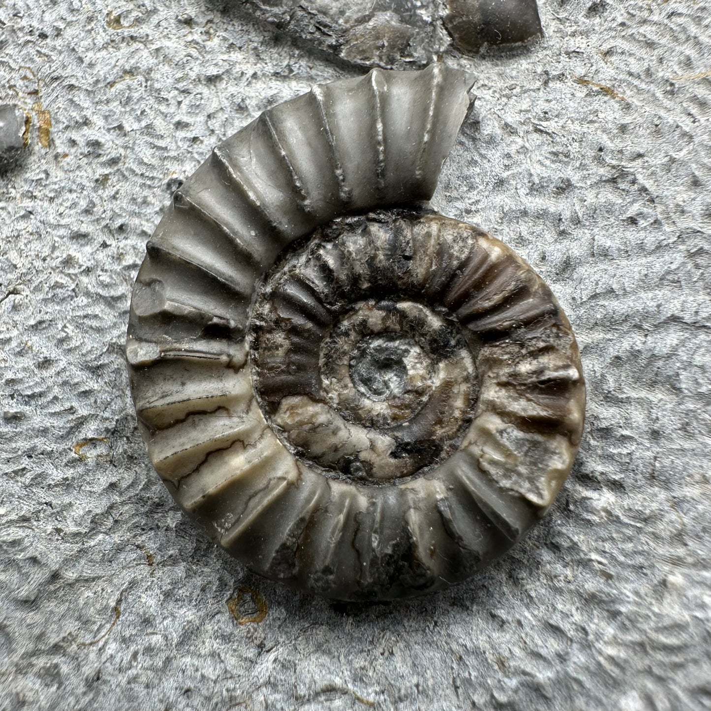 Arnioceras ammonite shell fossil with stand - Whitby, North Yorkshire Jurassic Coast Yorkshire Fossils