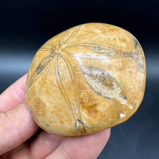Holectypus Sea Urchin Fossil With Box And Stand - Middle Jurassic Madagascar