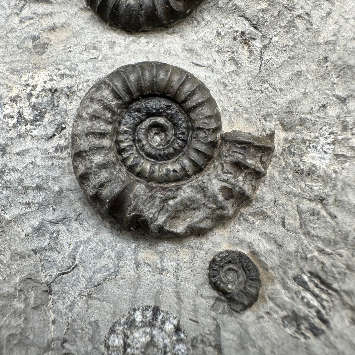 Arnioceras ammonite shell fossil with stand - Whitby, North Yorkshire Jurassic Coast Yorkshire Fossils