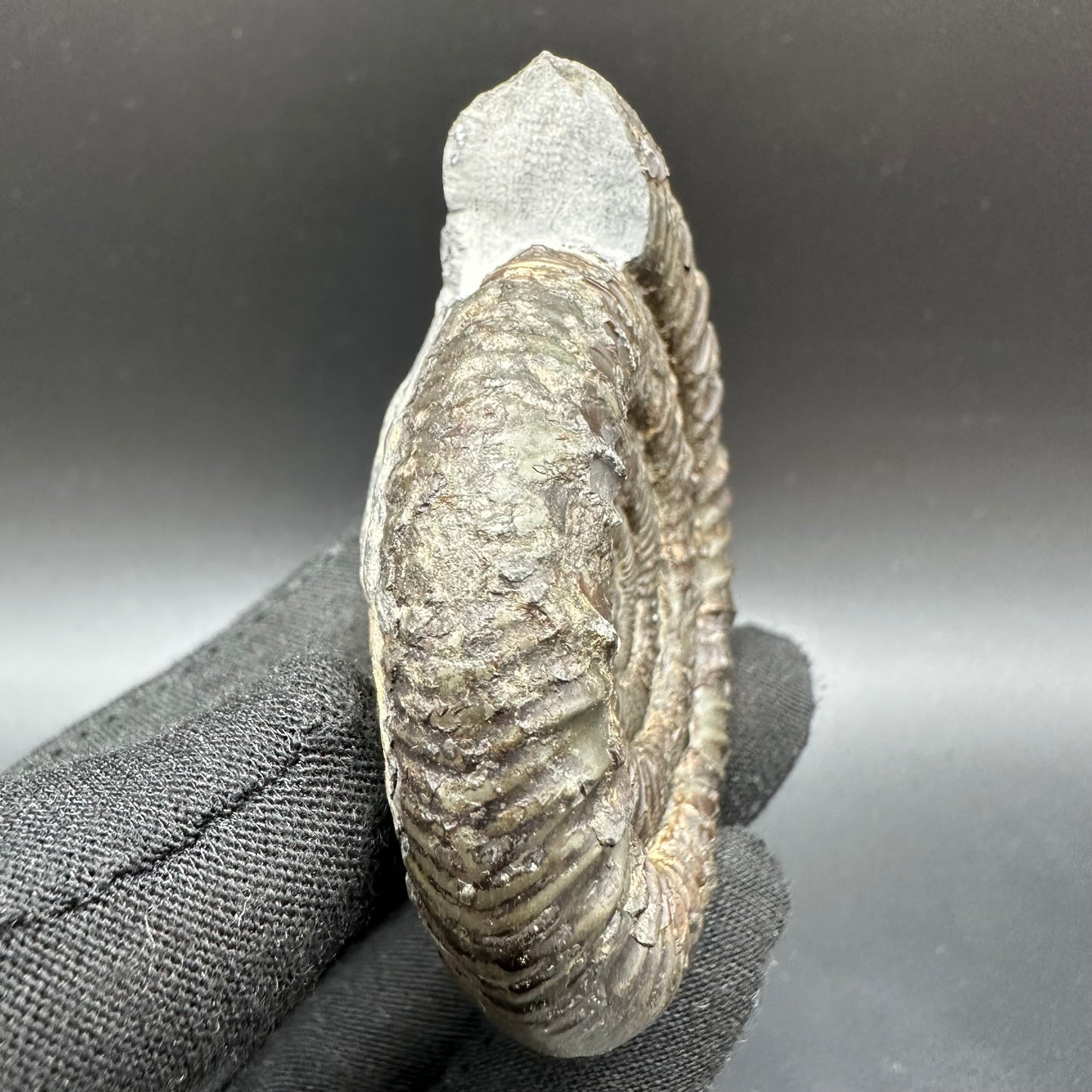 Dactylioceras Ammonite Fossil With Box And Stand - Whitby, North Yorkshire Jurassic Coast Yorkshire Fossils