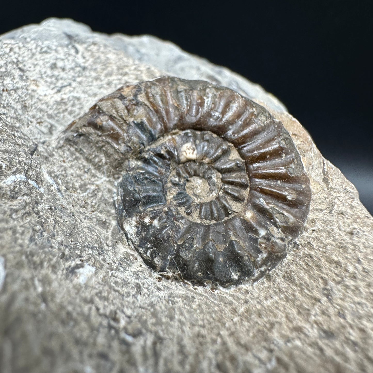 Amaltheus subnodosus Ammonite fossil with box and stand - Whitby, North Yorkshire Jurassic Coast Yorkshire Fossils